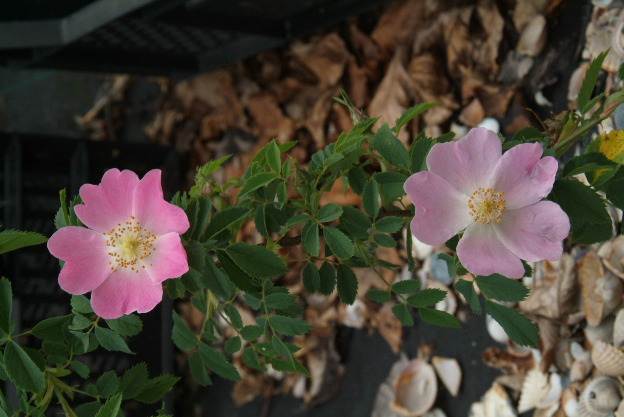 Rosa canina Hondsroos bestellen